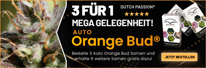 Auto-Orange-Bud-720x240-seedfinder-DE