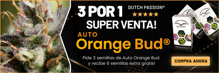 Auto-Orange-Bud-720x240-seedfinder-ES