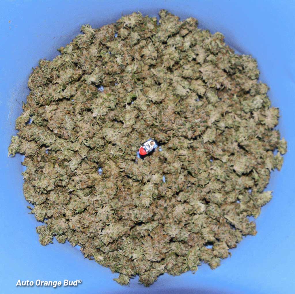 Auto-Orange-Bud-Dutch-Passion-nugs-buds-dried-flowers-autoflower-harvest-indoor-grown-led-blog-12