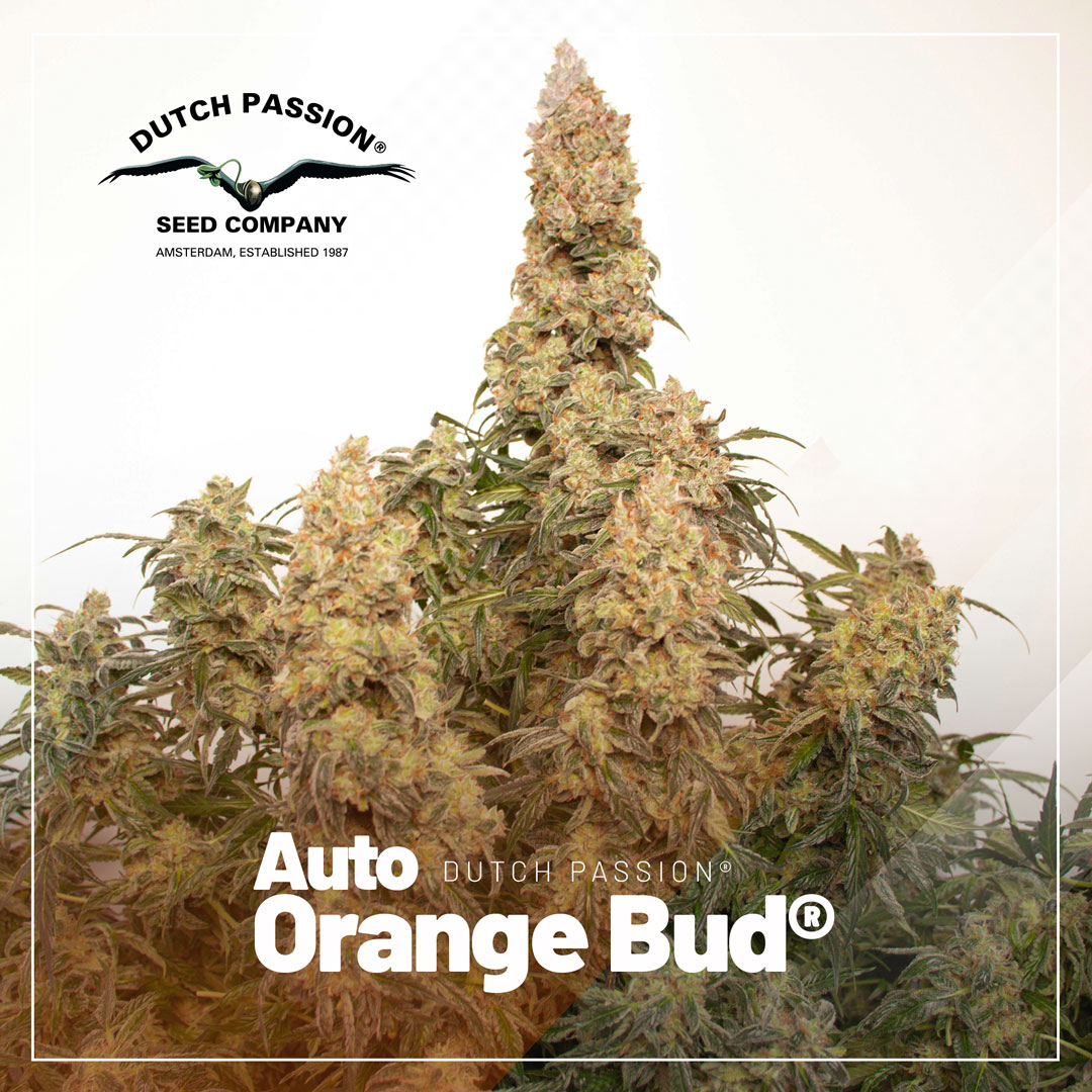 Auto-Orange-Bud-christmas-tree-structure-autoflowers