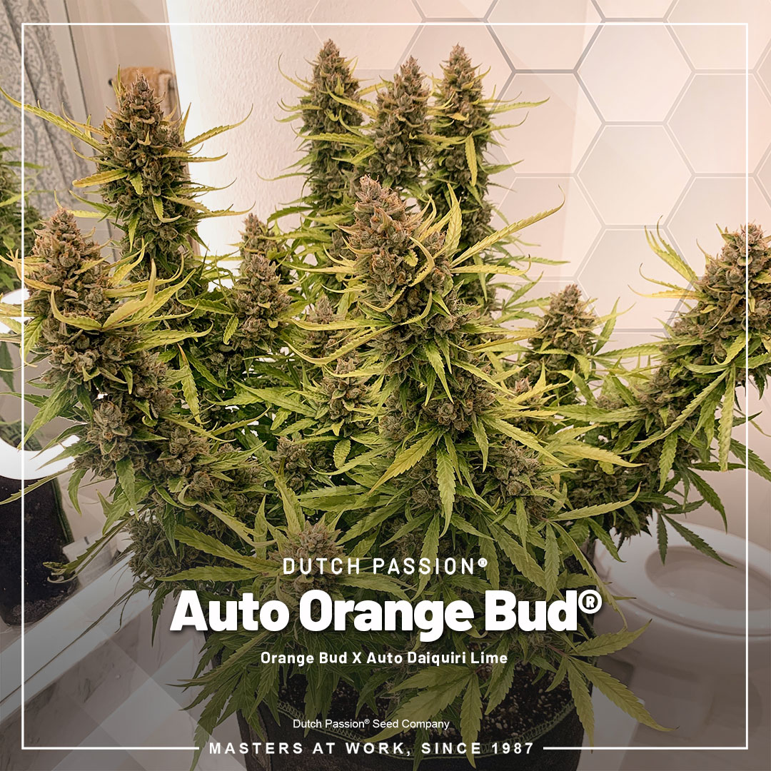 Auto-Orange-Bud-classic-wietzaadjes-giggly