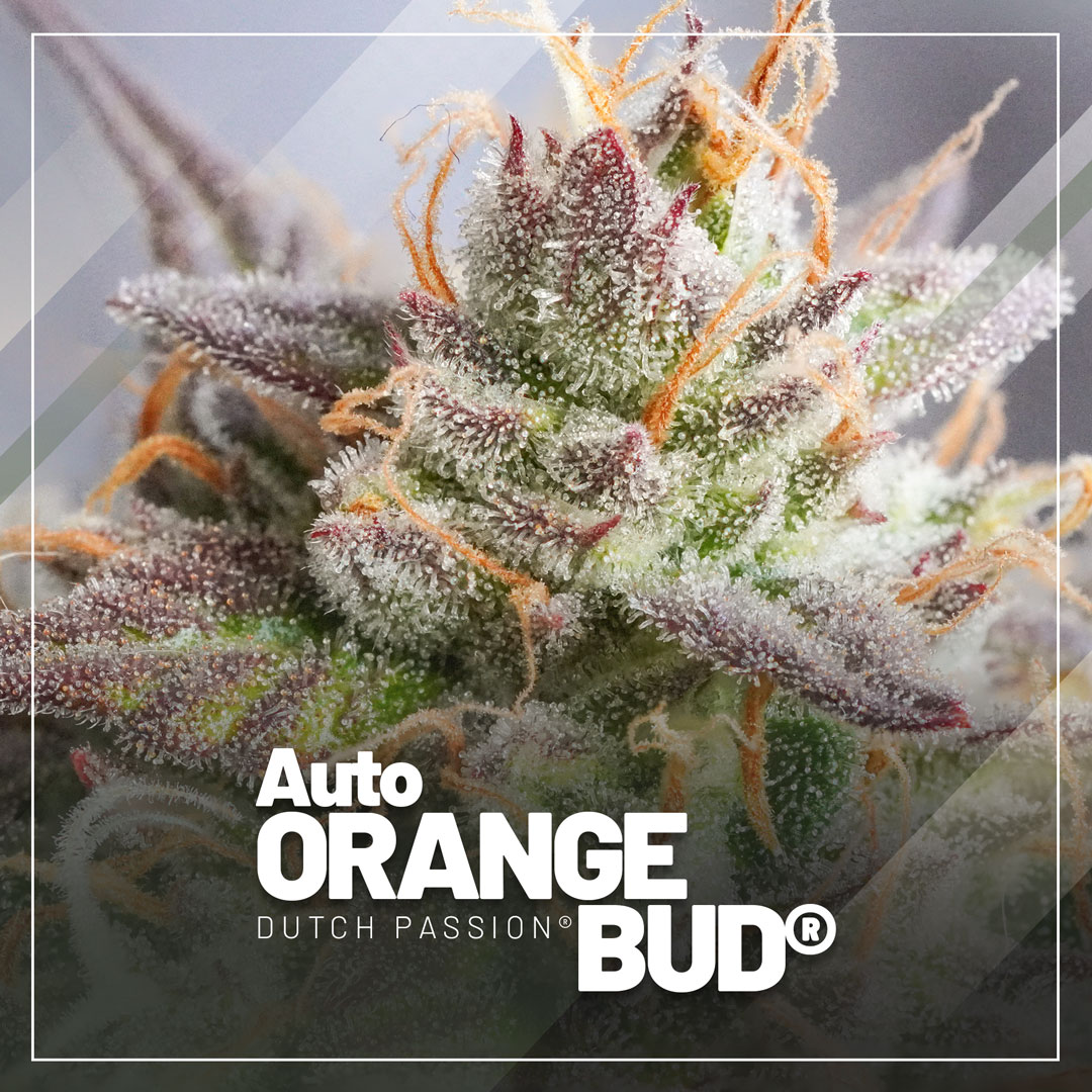 Auto-Orange-Bud-the-orange-aroma-autoflower