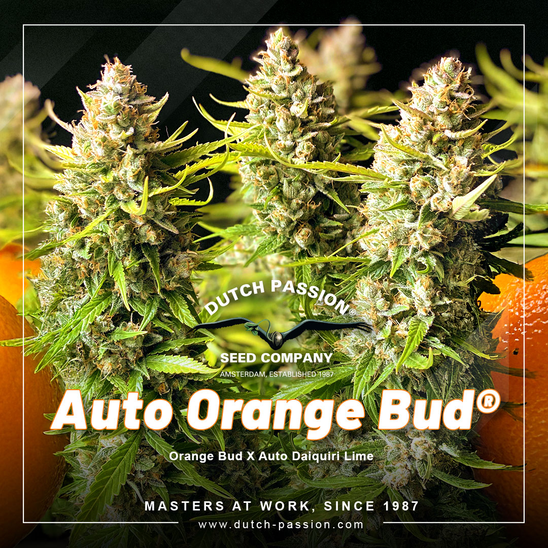 Auto-Orange-Bud-the-orange-flavoured-autoflower-from-dutch-passion