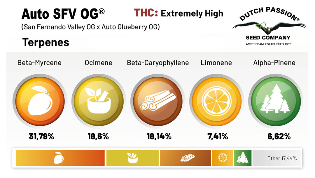 Auto SFV: San Fernando Valley OG x Auto Glueberry OG