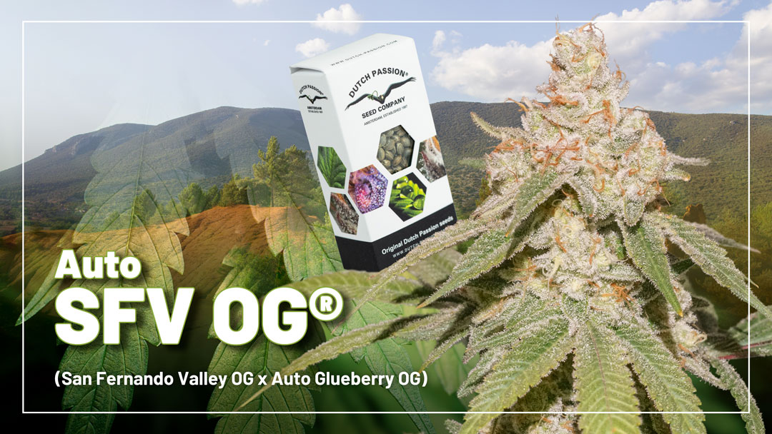 Auto-SFV-OG-new-autoflower