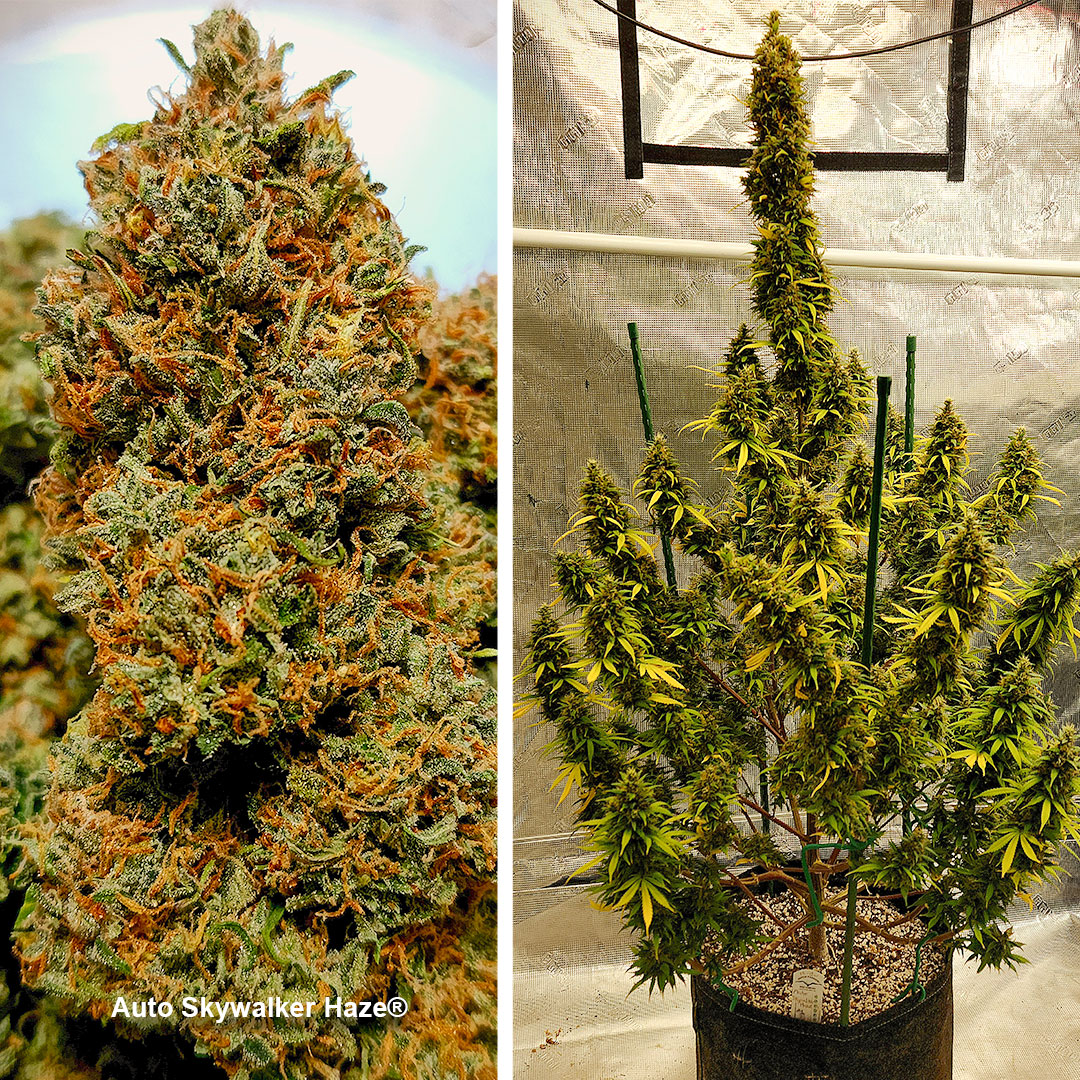 Auto-Skywalker-Haze-growdiaries-dutch-passion-autoflower