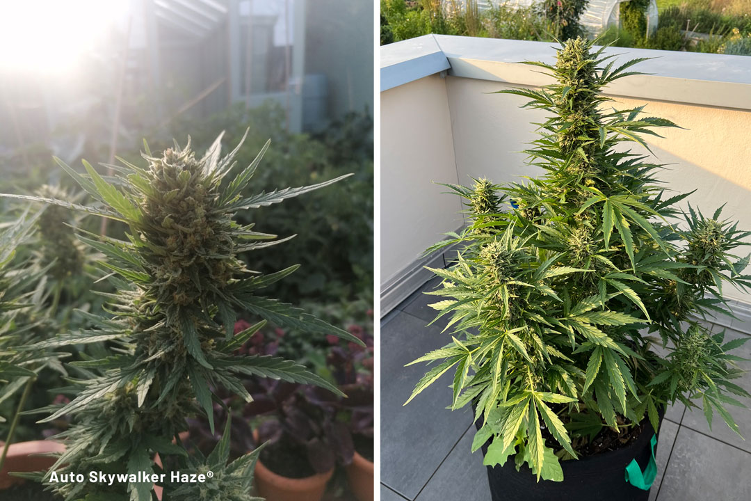 Auto-Skywalker-Haze-grown-outdoors