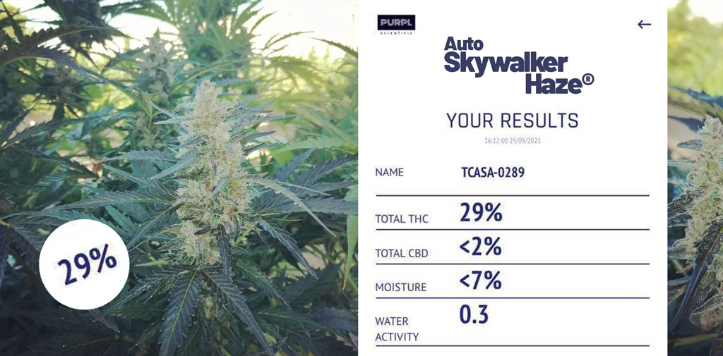 Auto-Skywalker-Haze-top-29-thc-result