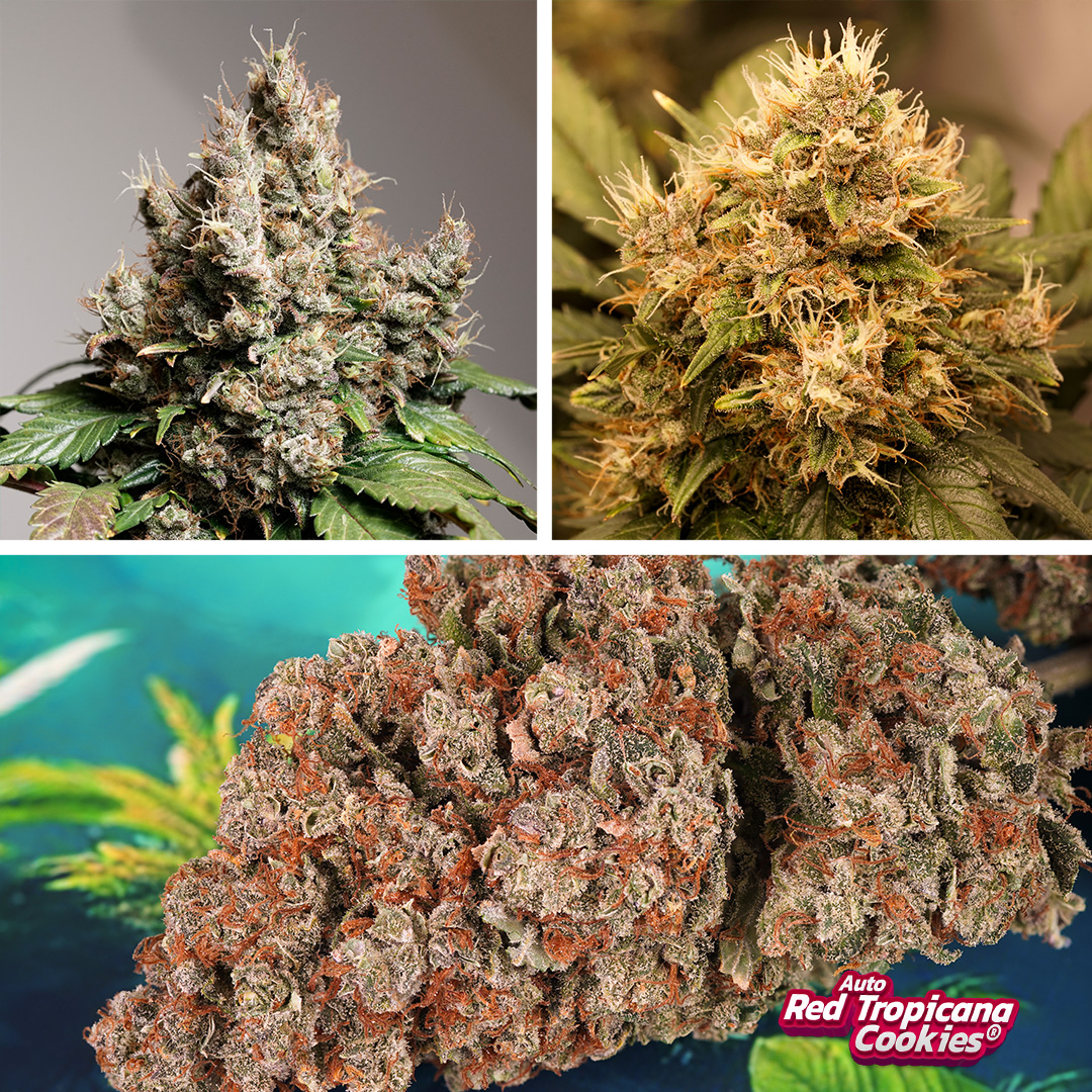 Auto-Red-Tropicana-Cookies-Flower-and-buds