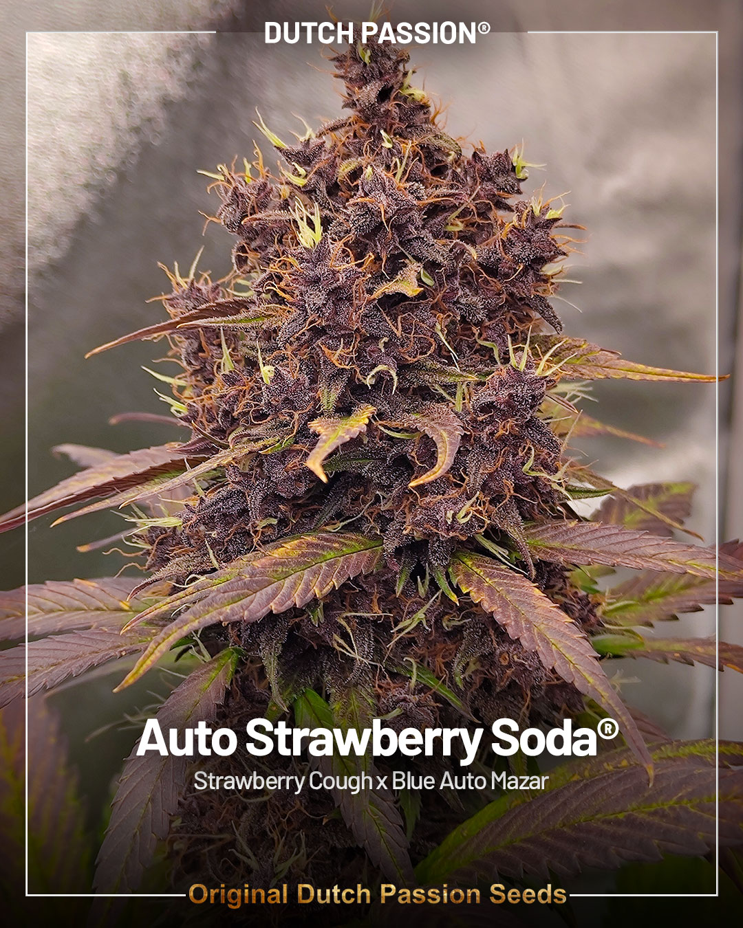 Auto Strawberry Soda epic new autoflowers in 2025