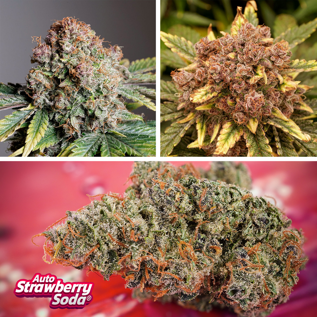 Auto-Strawberry-Soda-flowers-and-buds