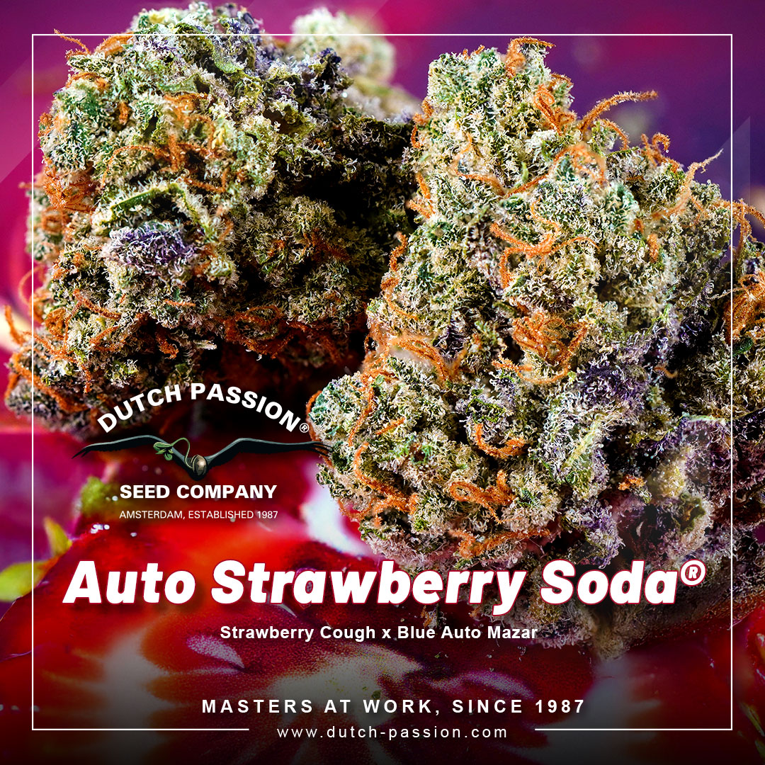 Auto-Strawberry-soda-the-strawberry-blueberry-flavoured-autoflower-from-dutch-passion