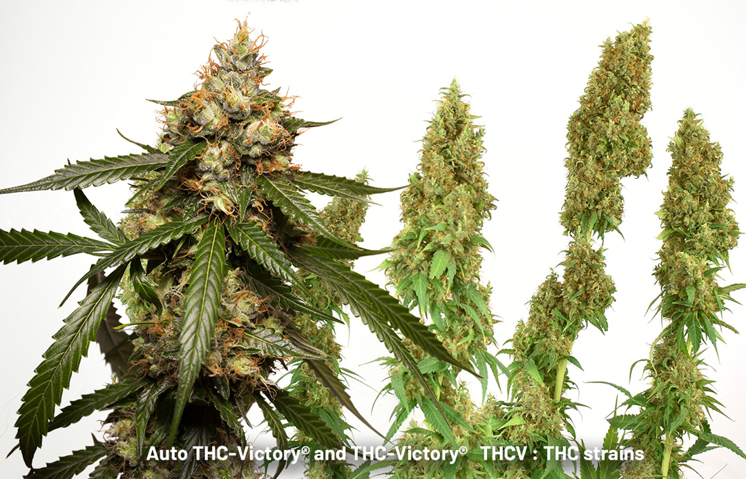 Auto-THC-Victory-THCV-strains