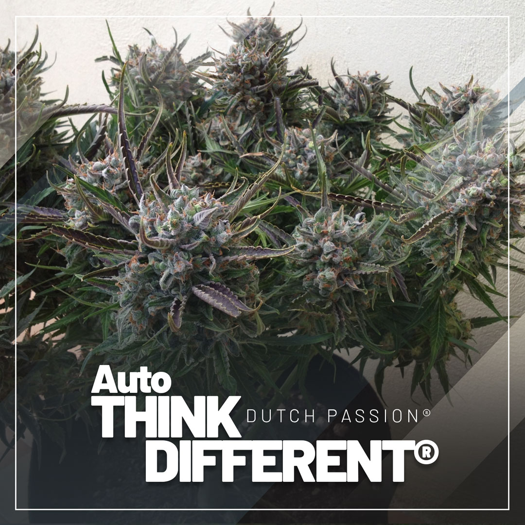 Auto-Think-Different-the-classic-xxl-autoflower-legend