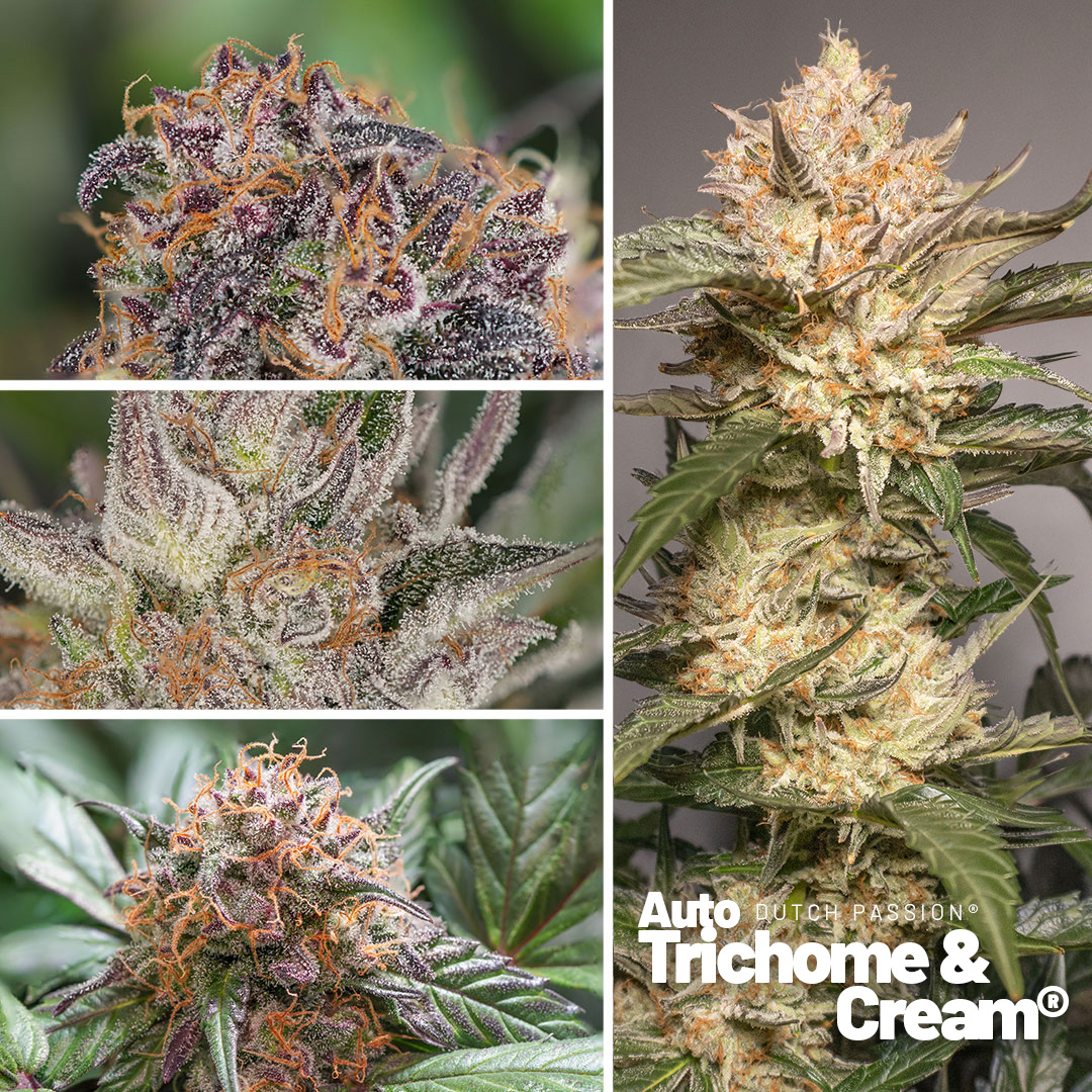 Auto Trichome & Cream