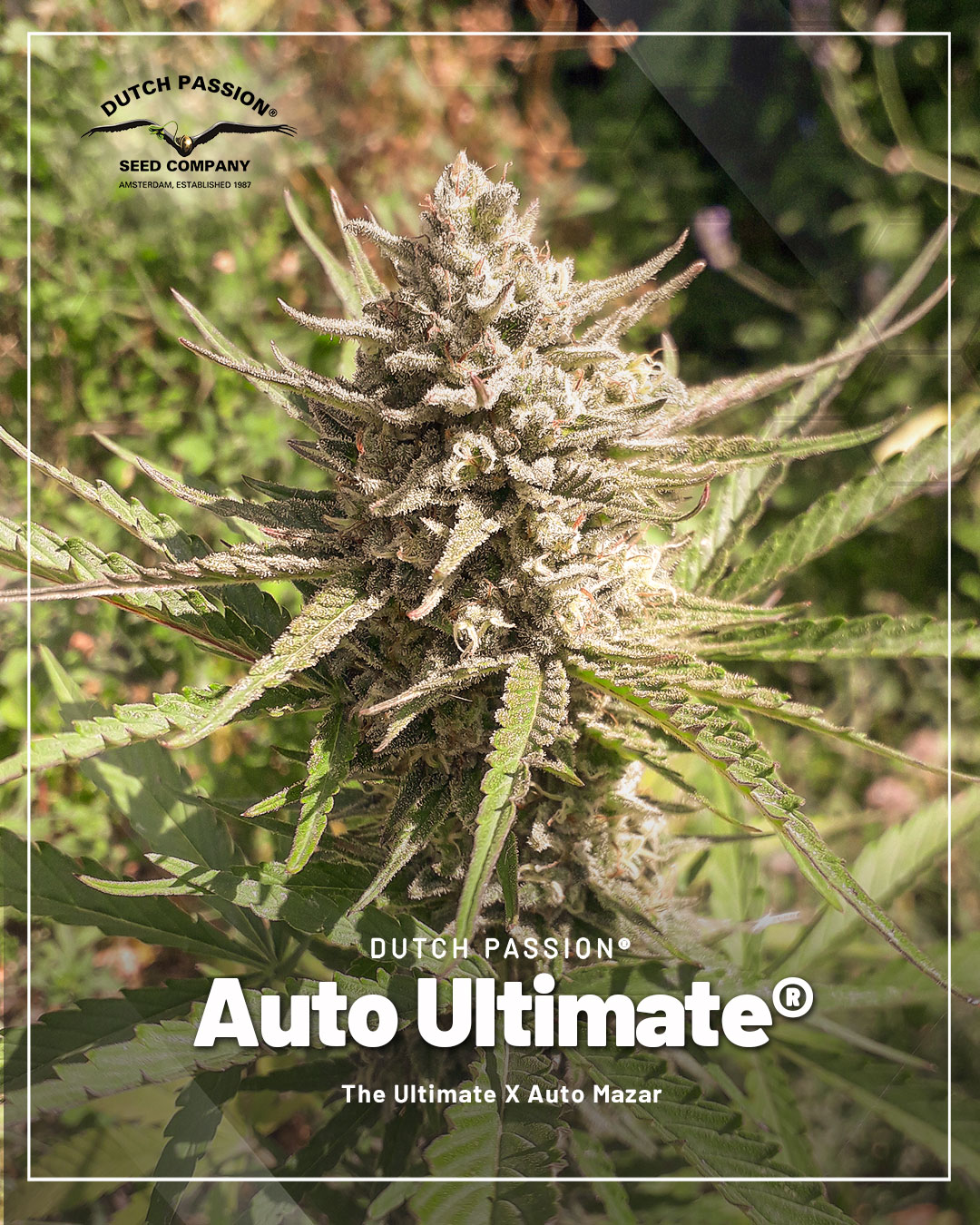 Auto-Ultimate-biggest-yielding-autoflower-for-outdoor-growing