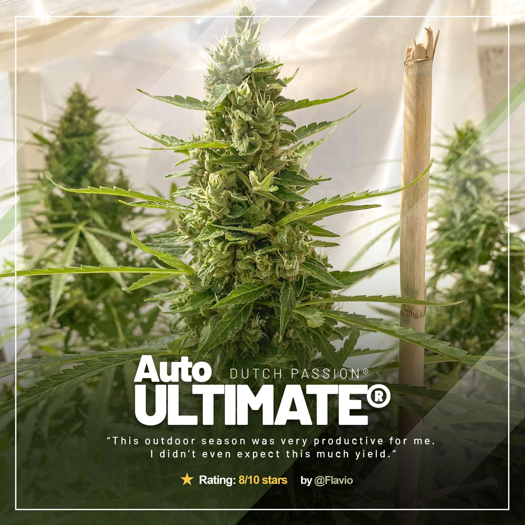 Auto Ultimate by @Flavio, outdoor autoflower grow with massive buds