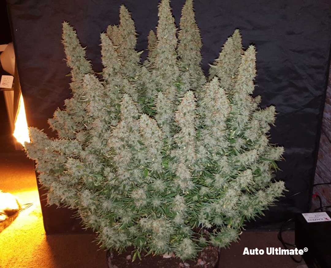 Auto-Ultimate-huge-yield-big-autoflowers