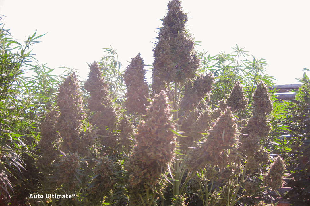 Auto-Ultimate-massive-autoflower-grown-outdoors