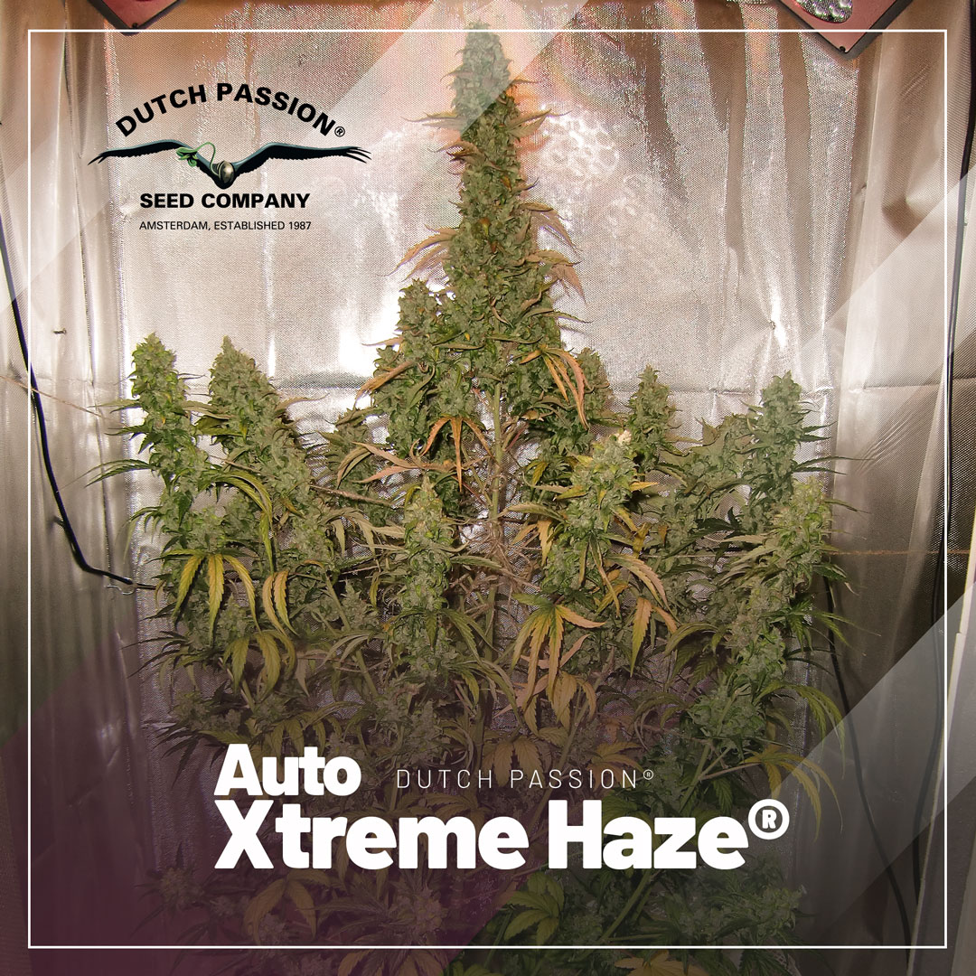 Auto-Xtreme-haze-christmas-tree-structure-autoflowers