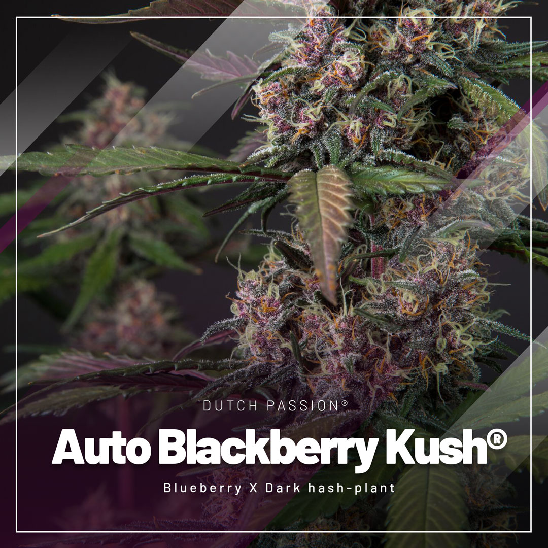 Auto-blackberry-kush-purple-autoflower-with-blueberry-kush-genetics
