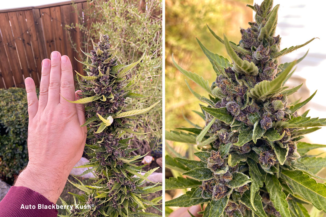 Auto-blackberry-kush-the-purple-autoflower-cannabis-seeds