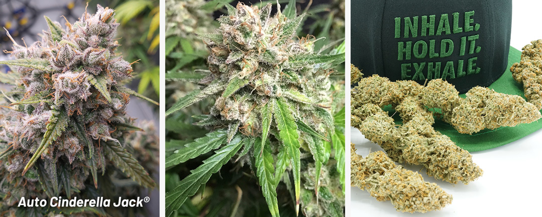 Auto-cinderella-jack-autoflower-from-dutch-passion