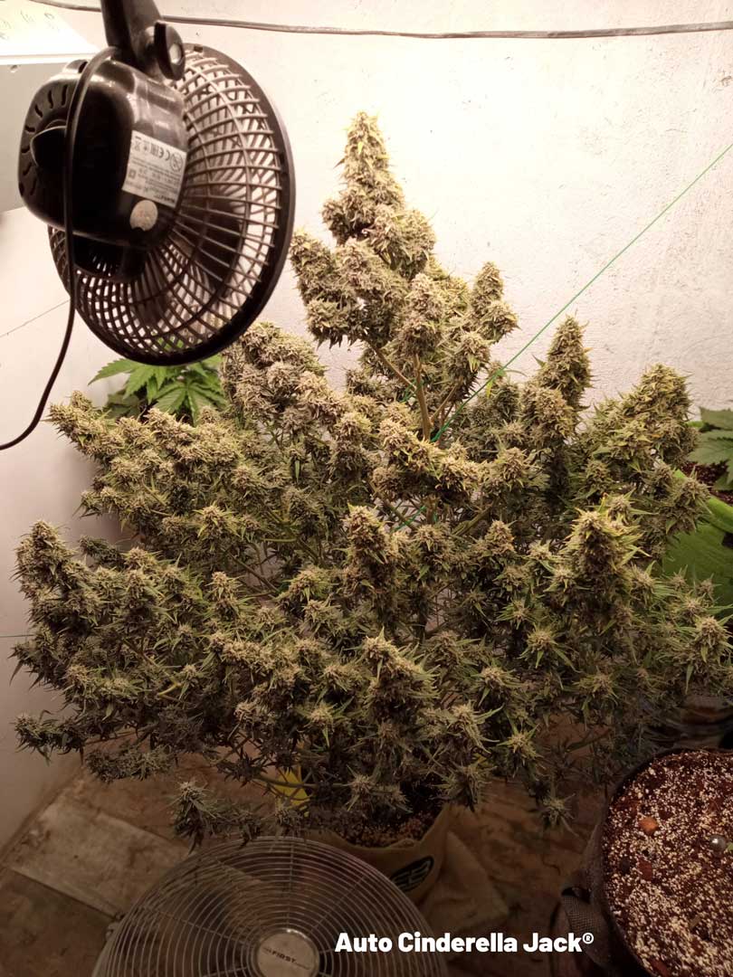 Auto-cinderella-jack-huge-yield-plant