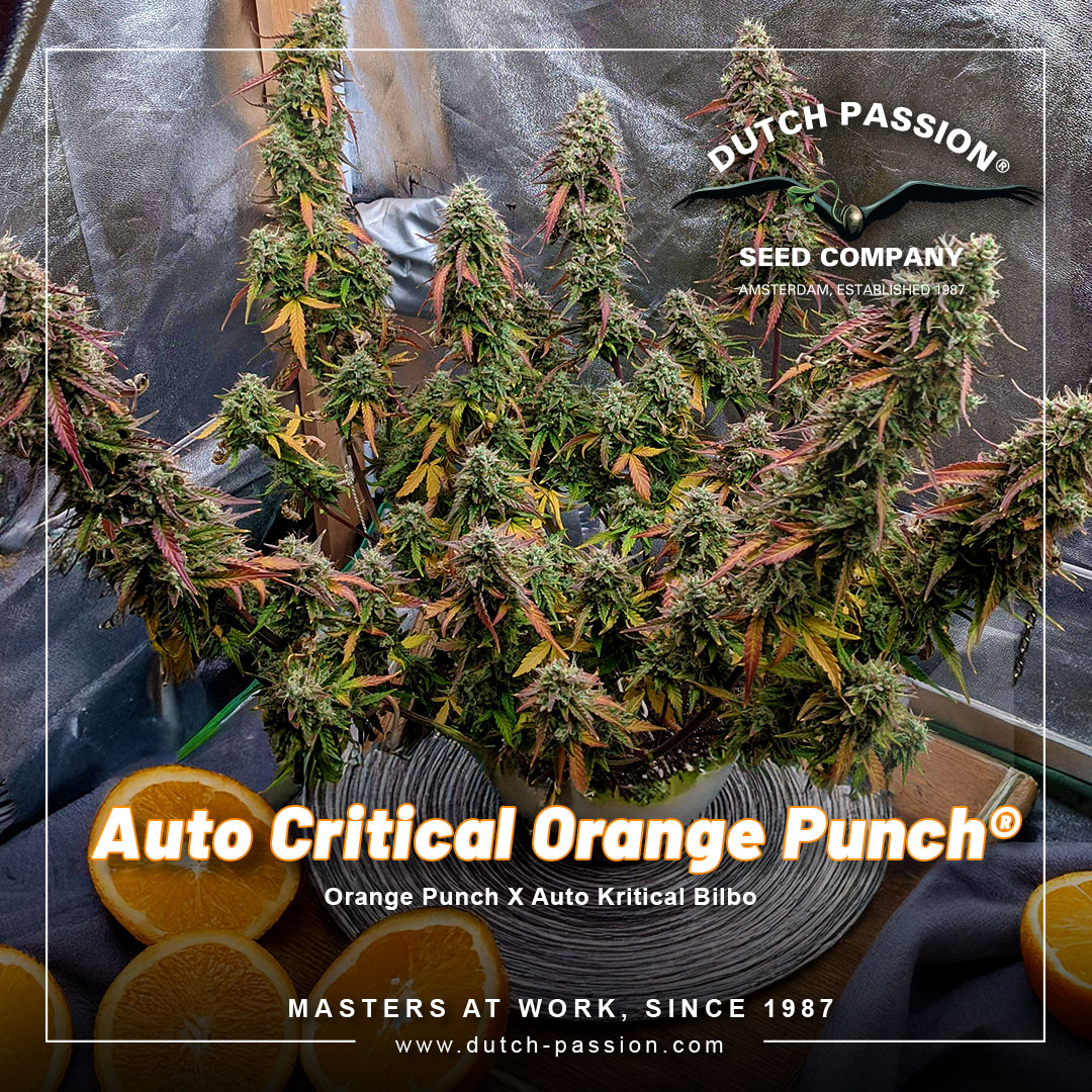 Auto-critical-Orange-punch-the-easy-grow-low-budget-autoflower-from-dutch-passion