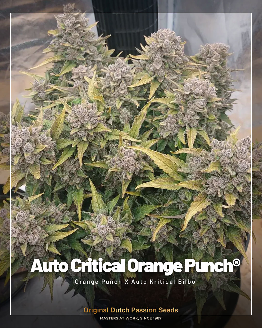 Auto critical orange punch cannabis seeds by dutch passion