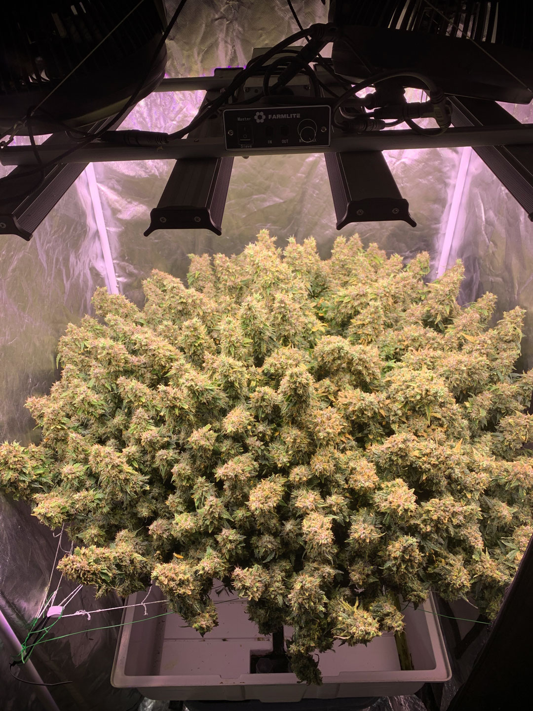 Auto-critical-orange-punch-crazy-large-yielding-autoflower