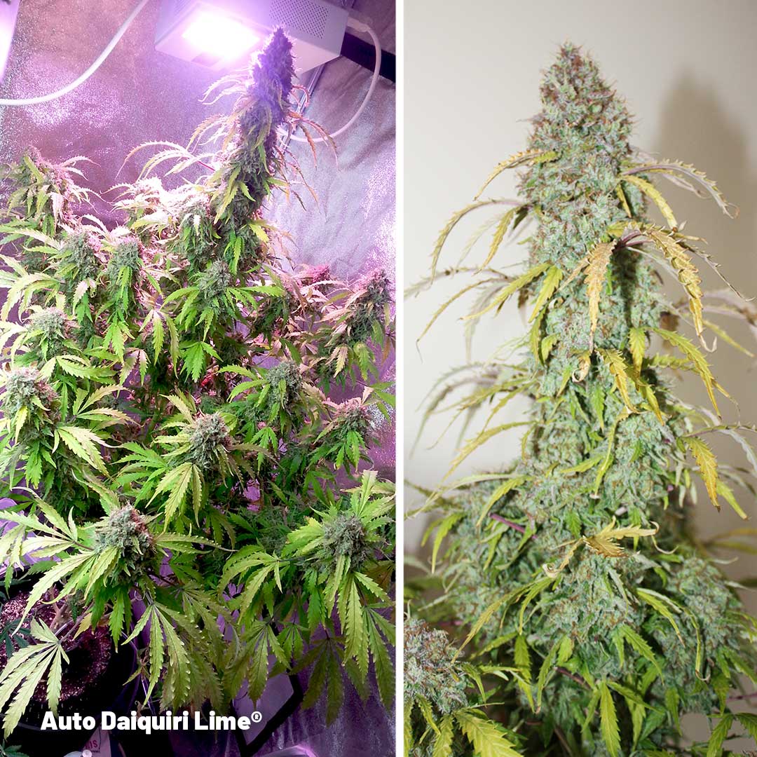 Auto-daiquiri-Lime-dutch-passion-seed-company-autoflower-citrus-seeds