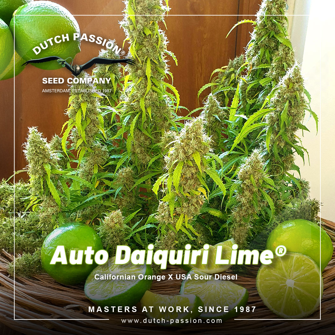 Auto-daiquiri-lime-the-citrus-lime-flavoured-autoflower-from-dutch-passion