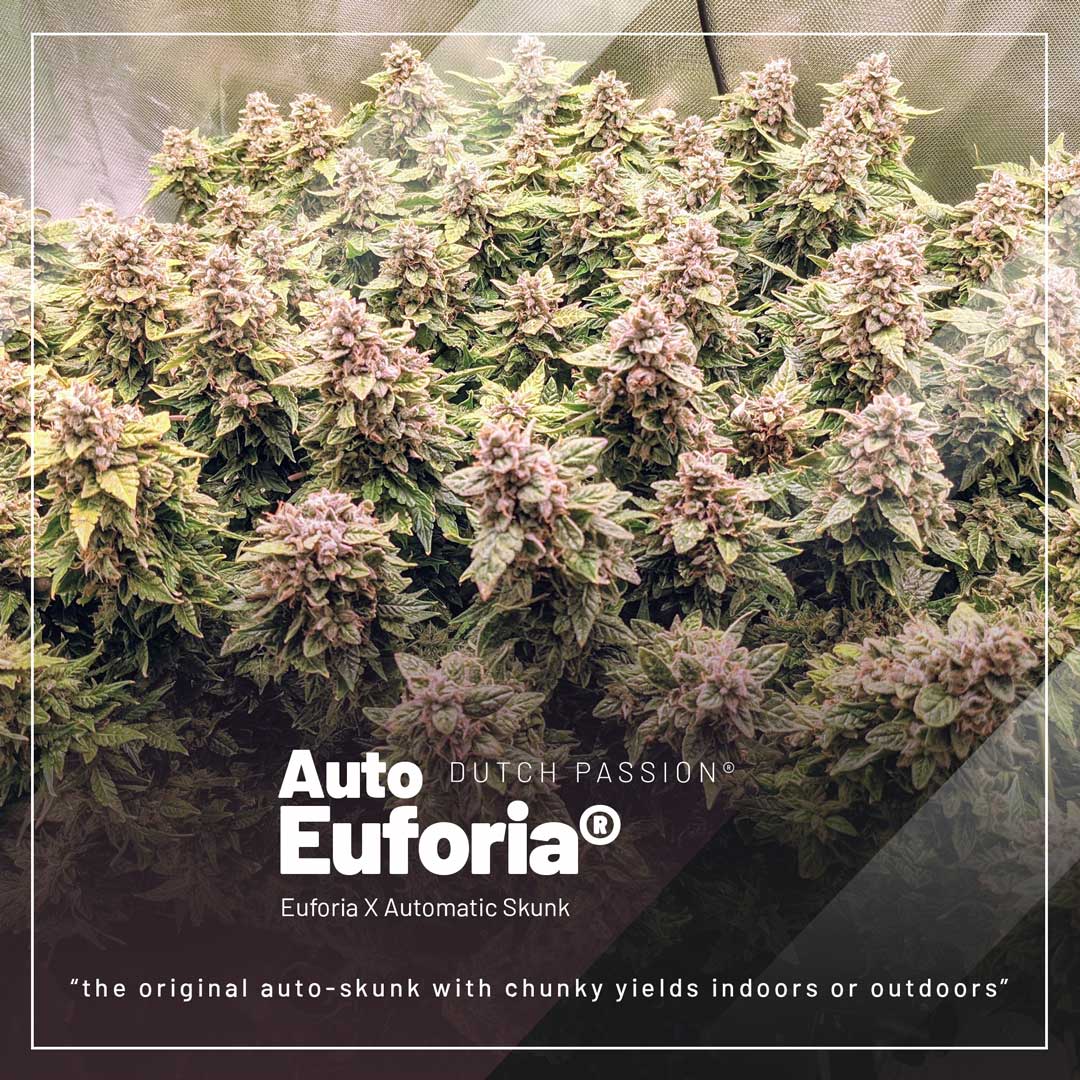 Auto-euforia-skunk-autoflower-with-easy-growing-for-beginners