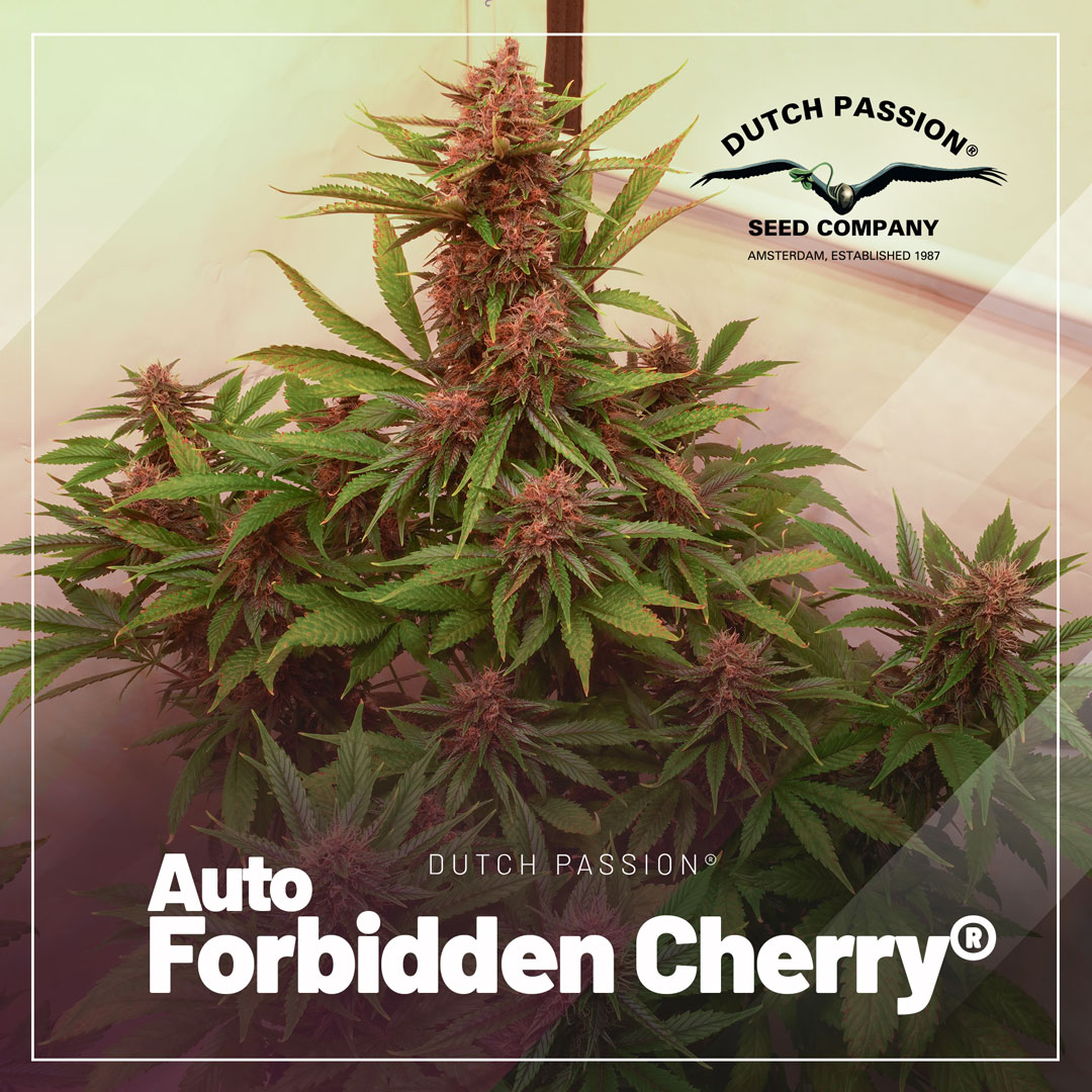 Auto-forbidden-Cherry-christmas-tree-structure-autoflowers