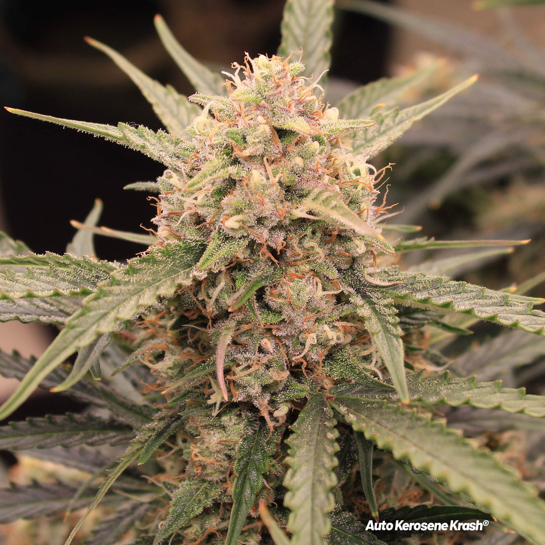 Auto-kerosene-krash-dutch-passion-autoflower-cannabis-seeds