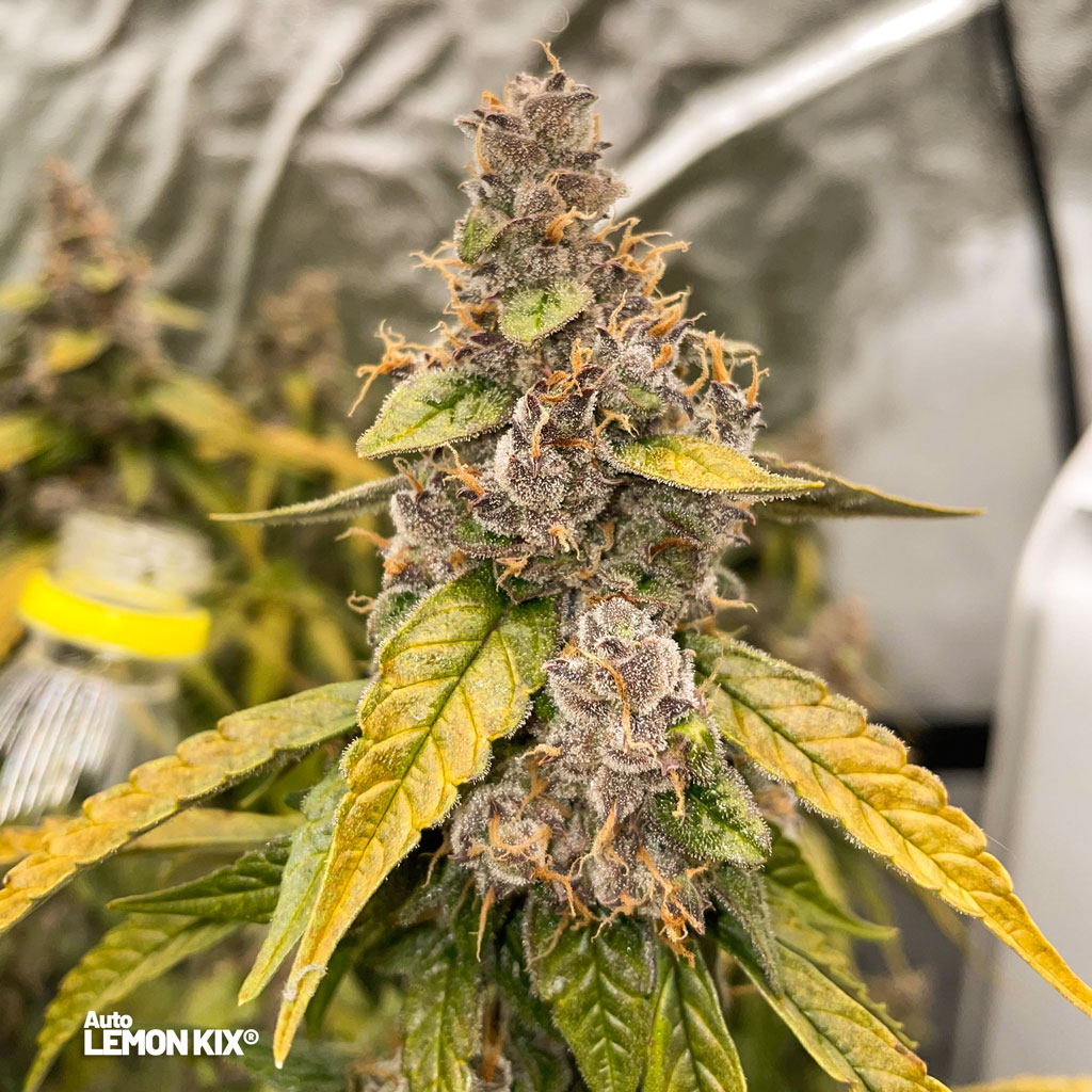 Auto-lemon-Kix-in-jars-yield-grow-report