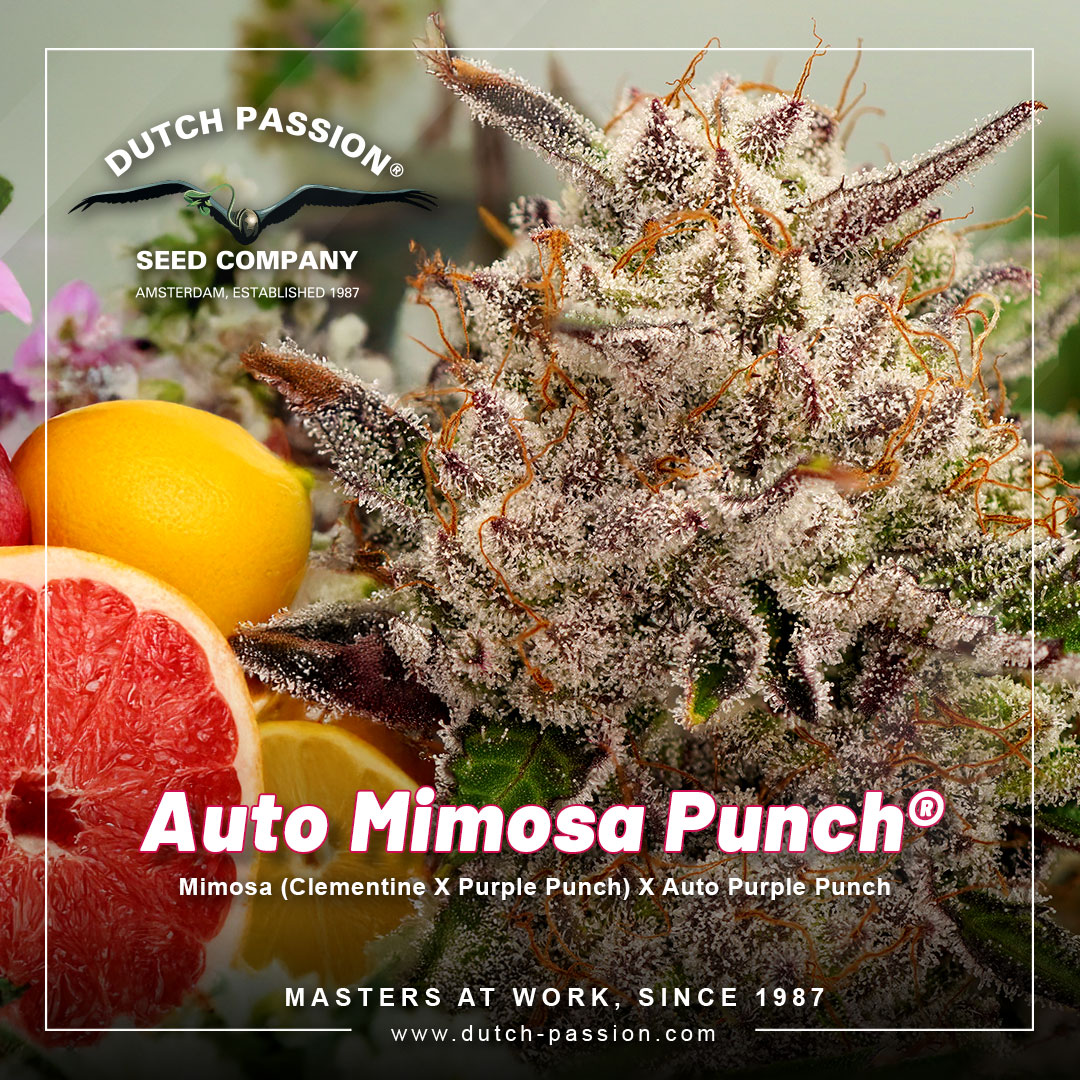Auto-mimosa-punch-the-terpene-explosion-autoflower-from-dutch-passion
