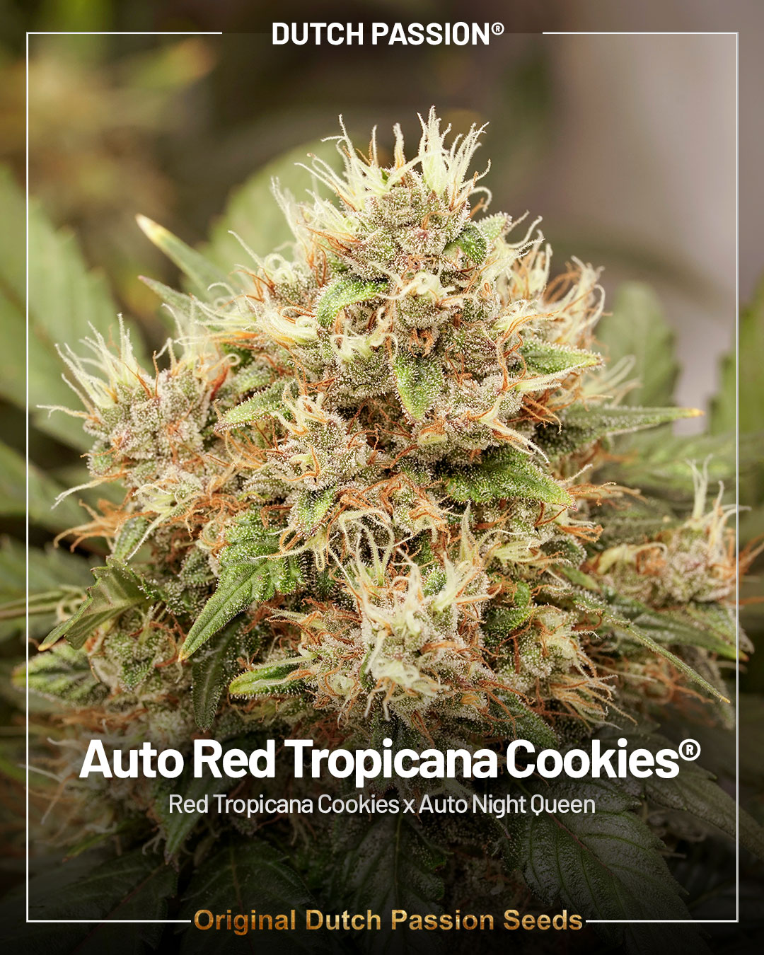 Auto red tropicana cookies autoflower seeds by dutch passion