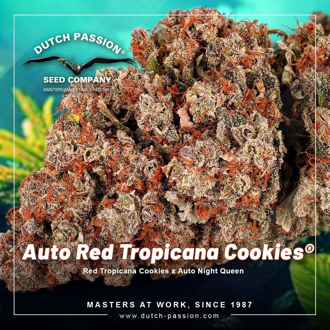 Auto-red-tropicana-cookies
