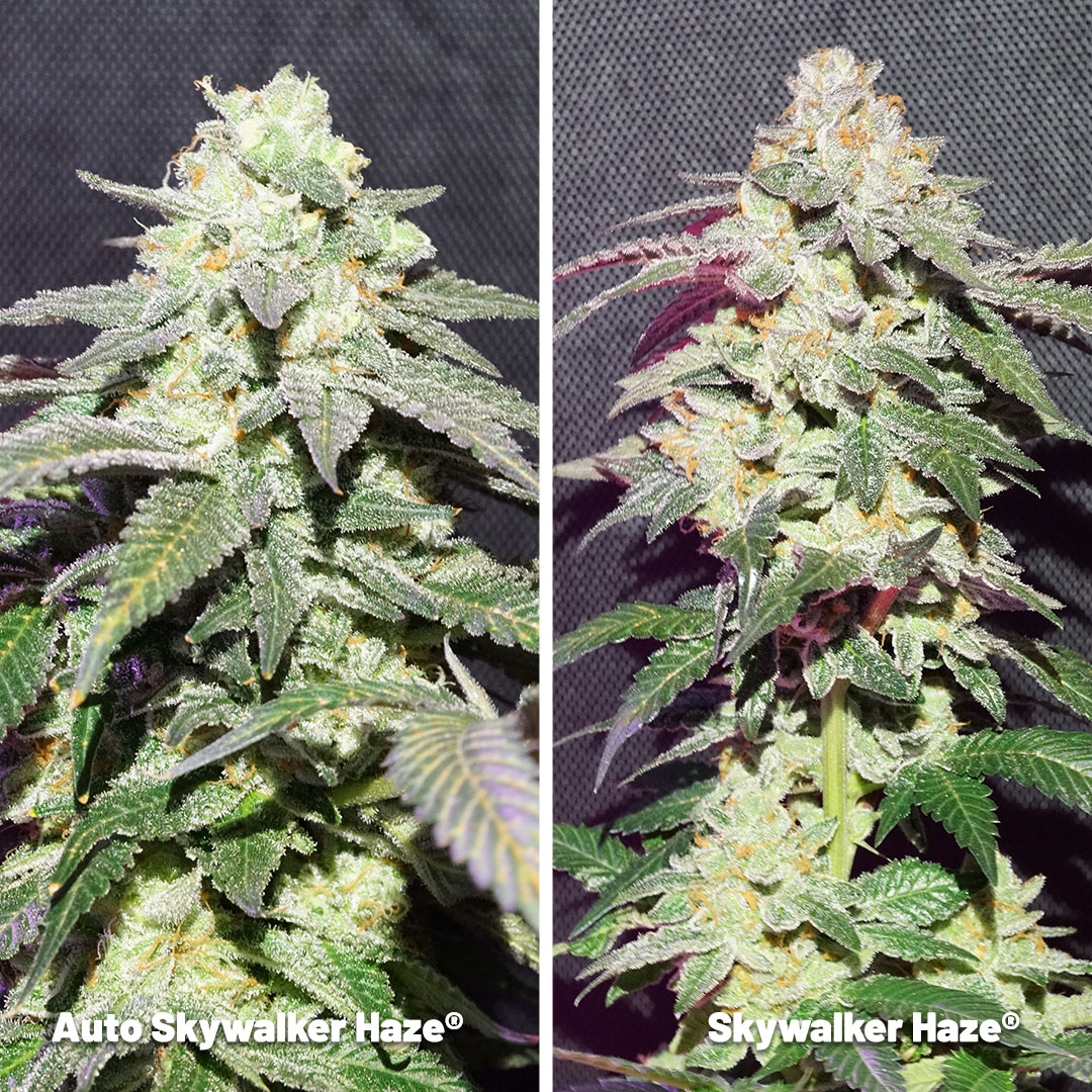 skywalker-haze-fem-and-autoflower-uplifting-cannabis-varieties