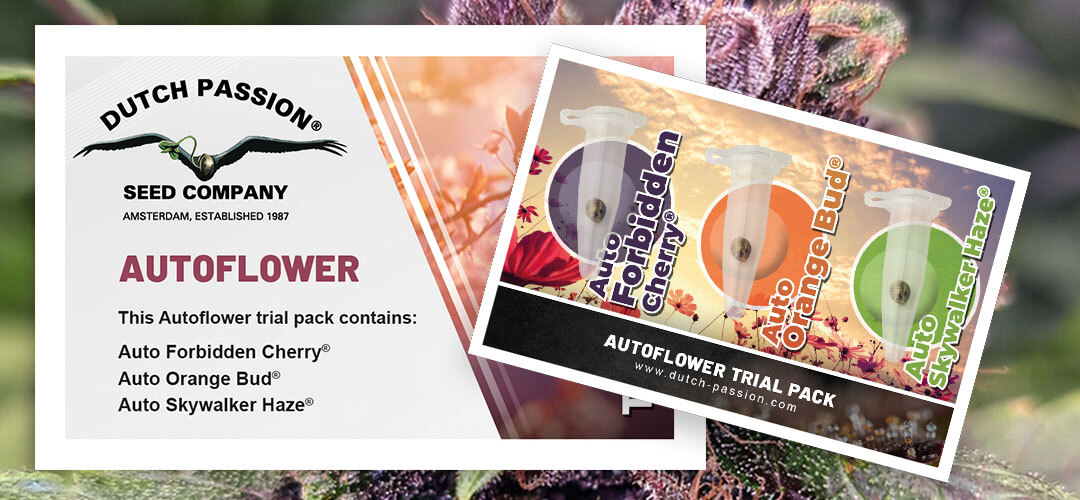 Autoflower-trial-pack-dutch-passion-cannabis-seeds