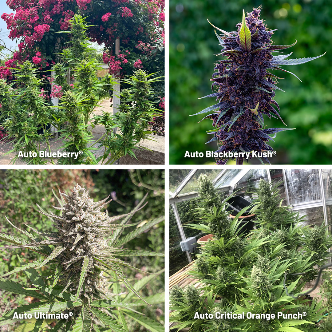 Best-Dutch-Passion-autoflowers-to-start-in-July