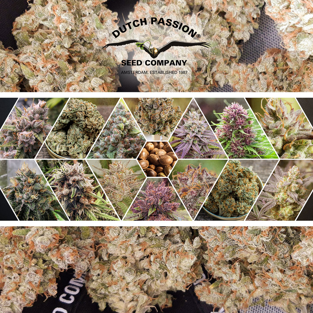 Best-cannabis-strains-to-make-extract