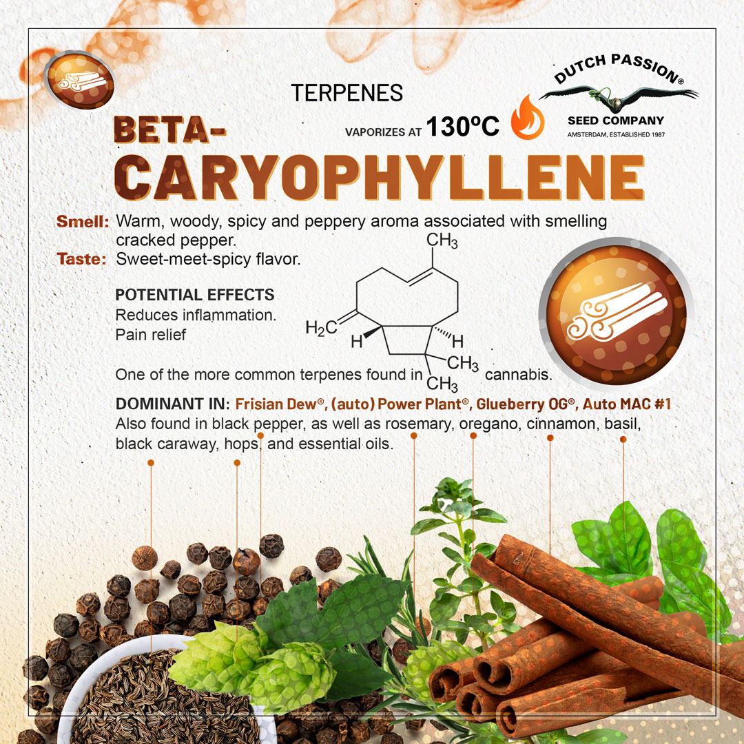 Beta Caryophyllene cannabis terpene chart