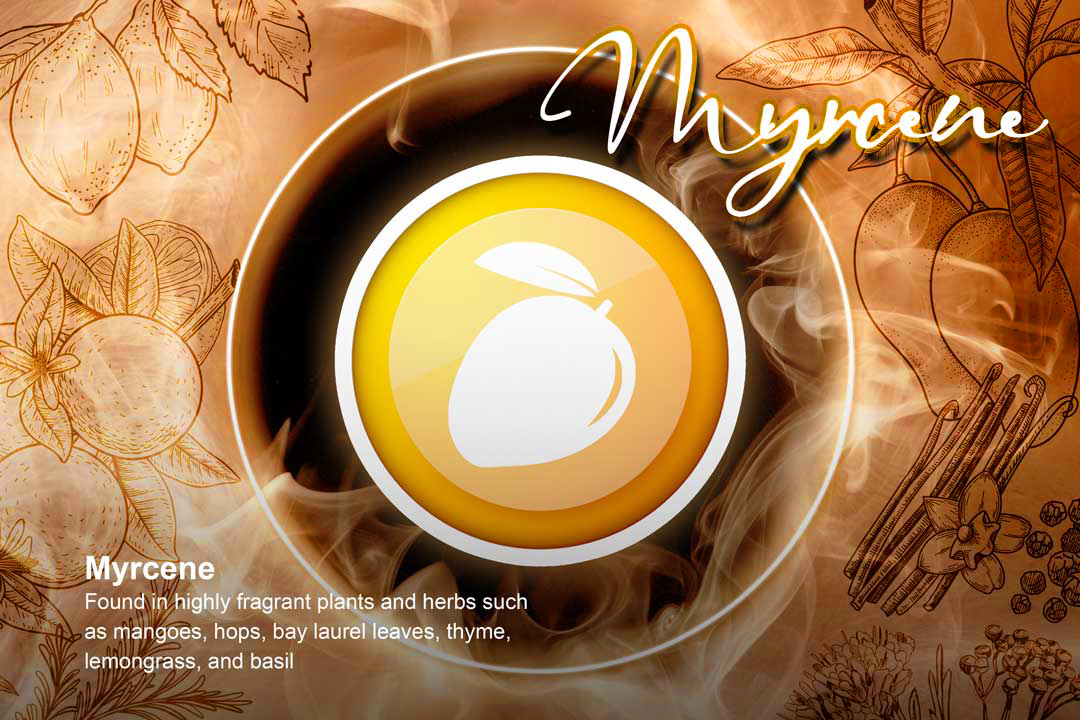 Beta-Myrcene-Terpene-dutch-passion-seed-company