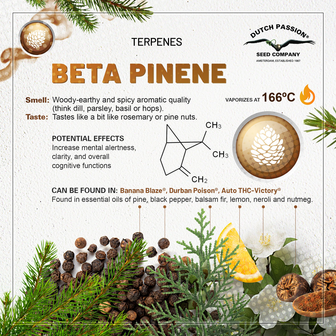 Beta Pinene cannabis terpene chart