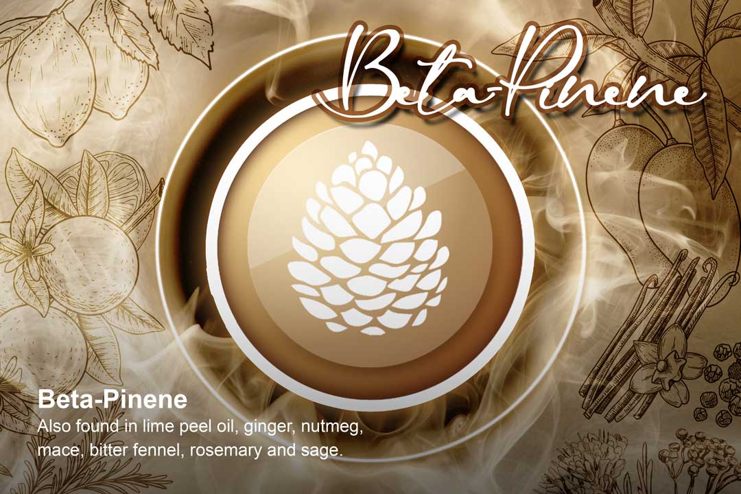 Beta-Pinene-pine-scent-cannabis-terpene-Dutch-Passion