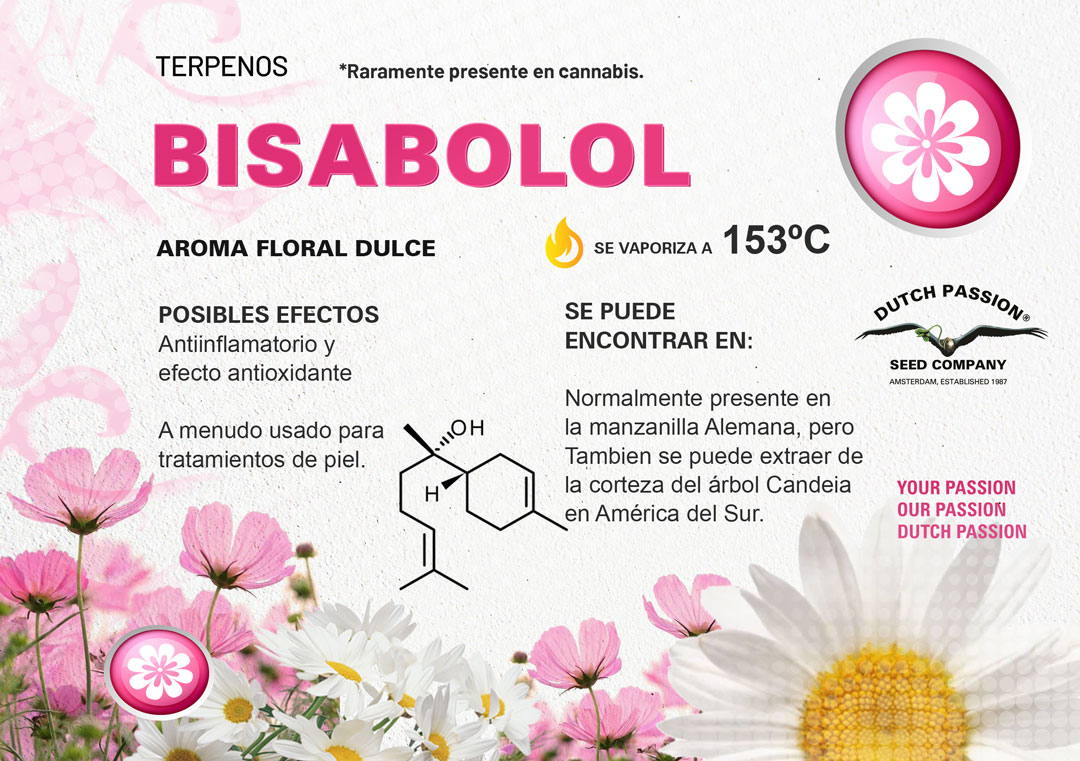 Bisabolol: Guia de olor gusto y efectos