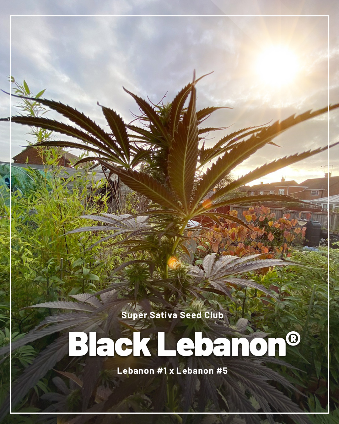 Black-Lebanon-bonus-pick-for-outdoor-growing